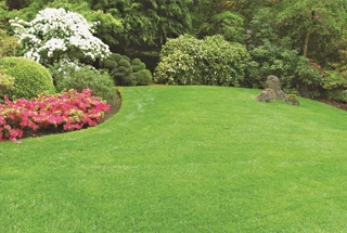 Landscaped Garden