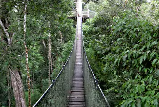 Canopy Walk