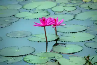 Lotus Pond