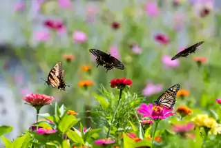 Butterfly Dome