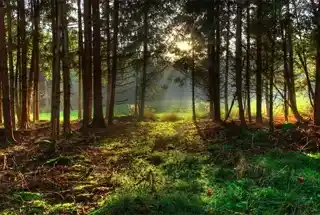 Solitude-Forest